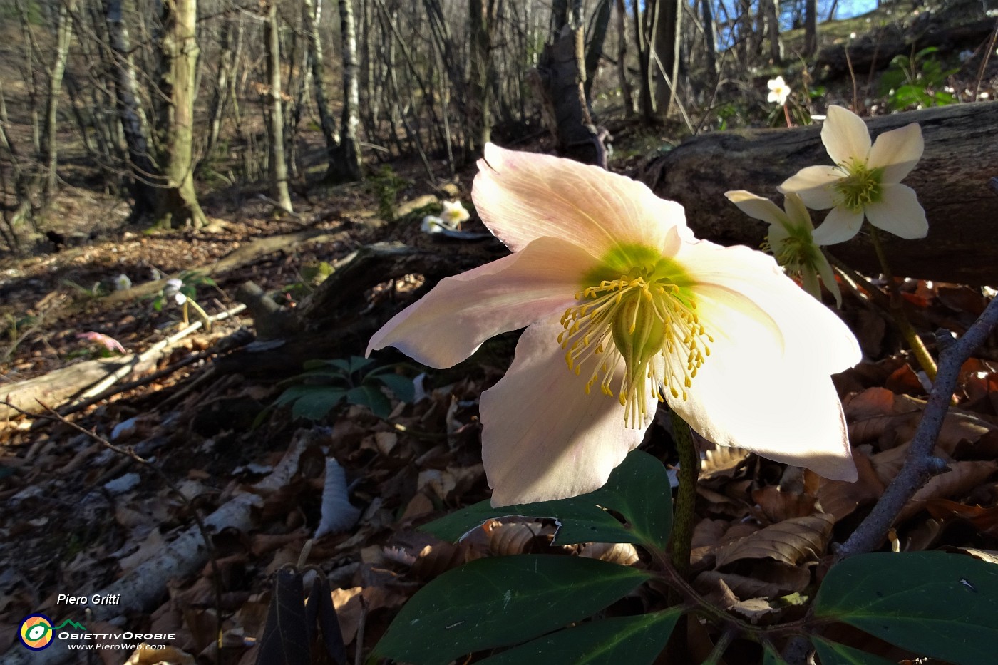 40 Ellebori nel bosco.JPG